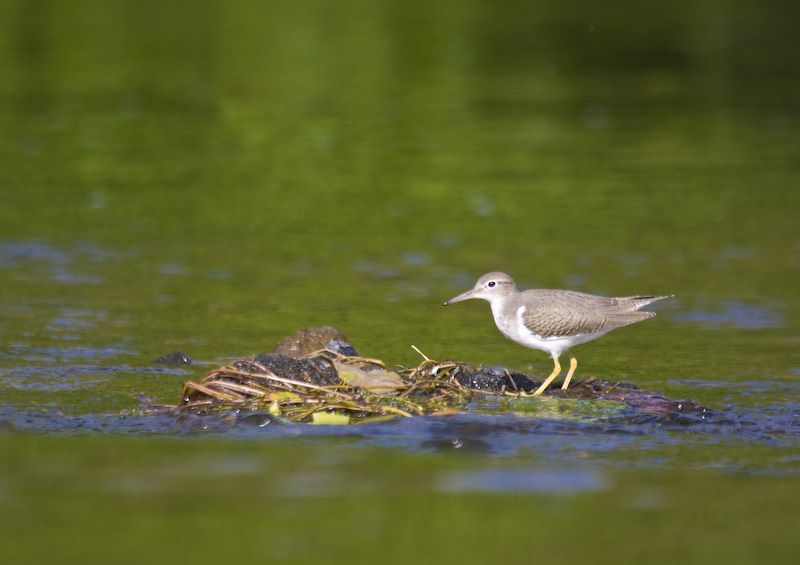 Spotted Sandpiper